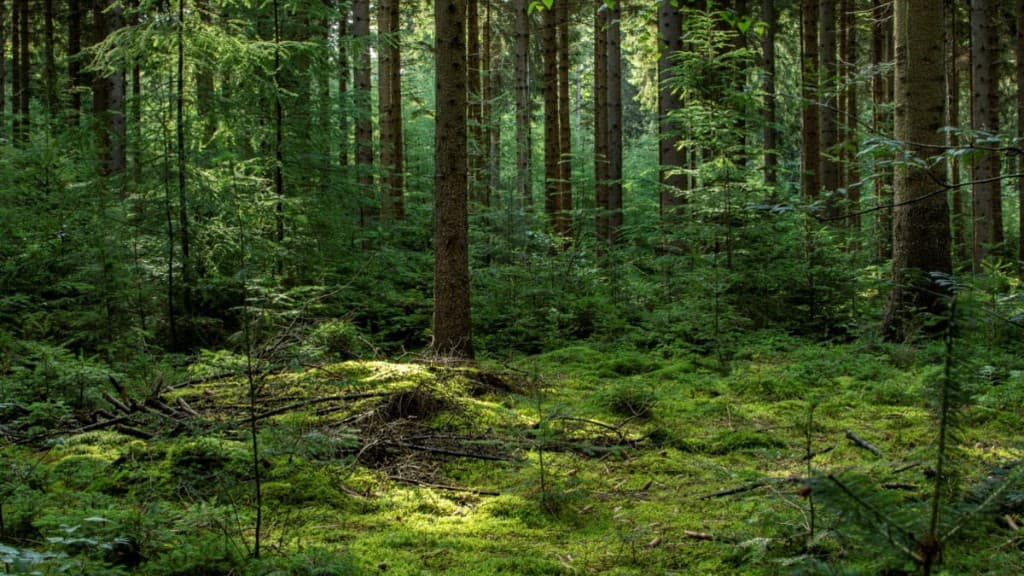Zonnig bos met groene bladeren, alsof je even buiten bent